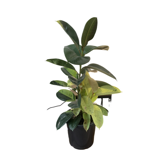 Ficus elastica 'Shivereana' - Variegated Rubber plant