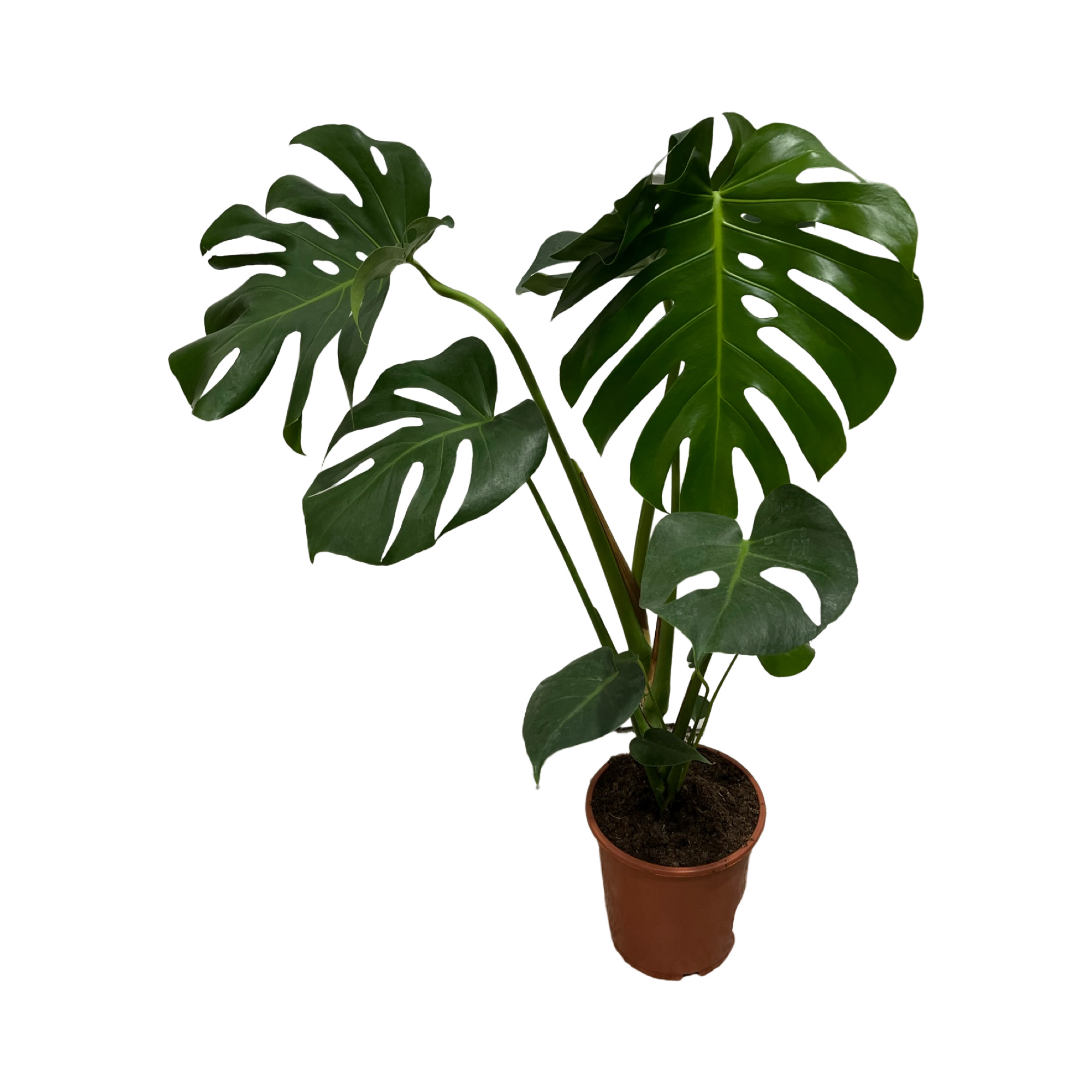 Assorted Monstera Deliciosa – Plant.addicts.anonymous