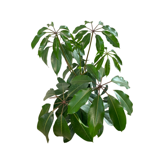 Assorted Schefflera Arboricola Umbrella Tree