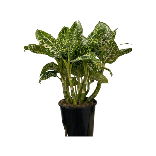 Dieffenbachia Tiki