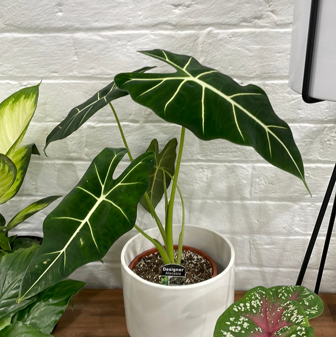 Green velvet store alocasia